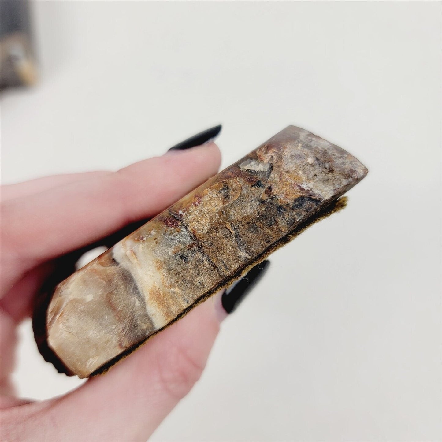 2 Cut Polished Pieces of Petrified Wood with Bark Rings