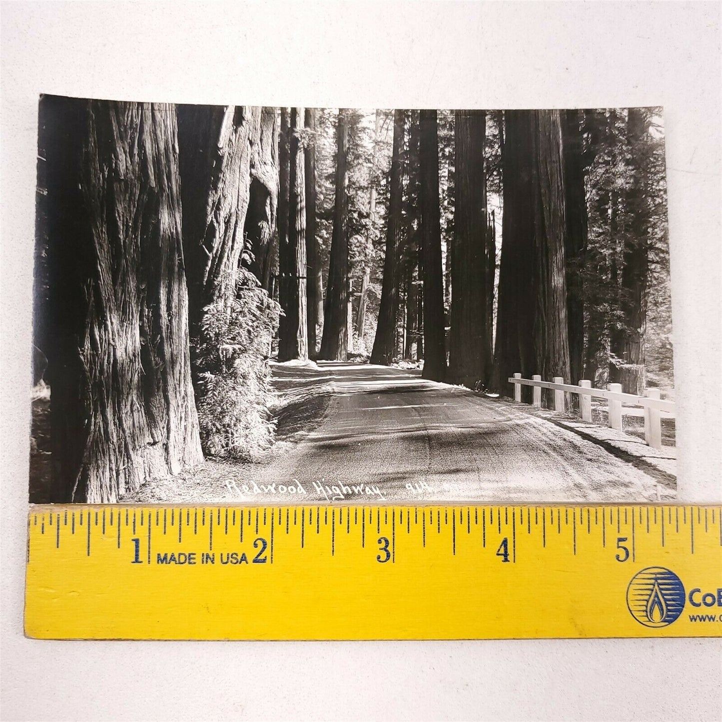 5 Real Picture Postcards Redwoods Trees, Redwood Highway, World's Tallest Tree