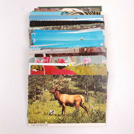 55 Vintage Postcards Animals, Farm, Exotic, Horses, Cows, Zebras, Sea Otter etc.